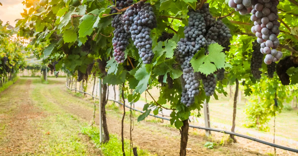 Vineyard At Sunset 1920X650