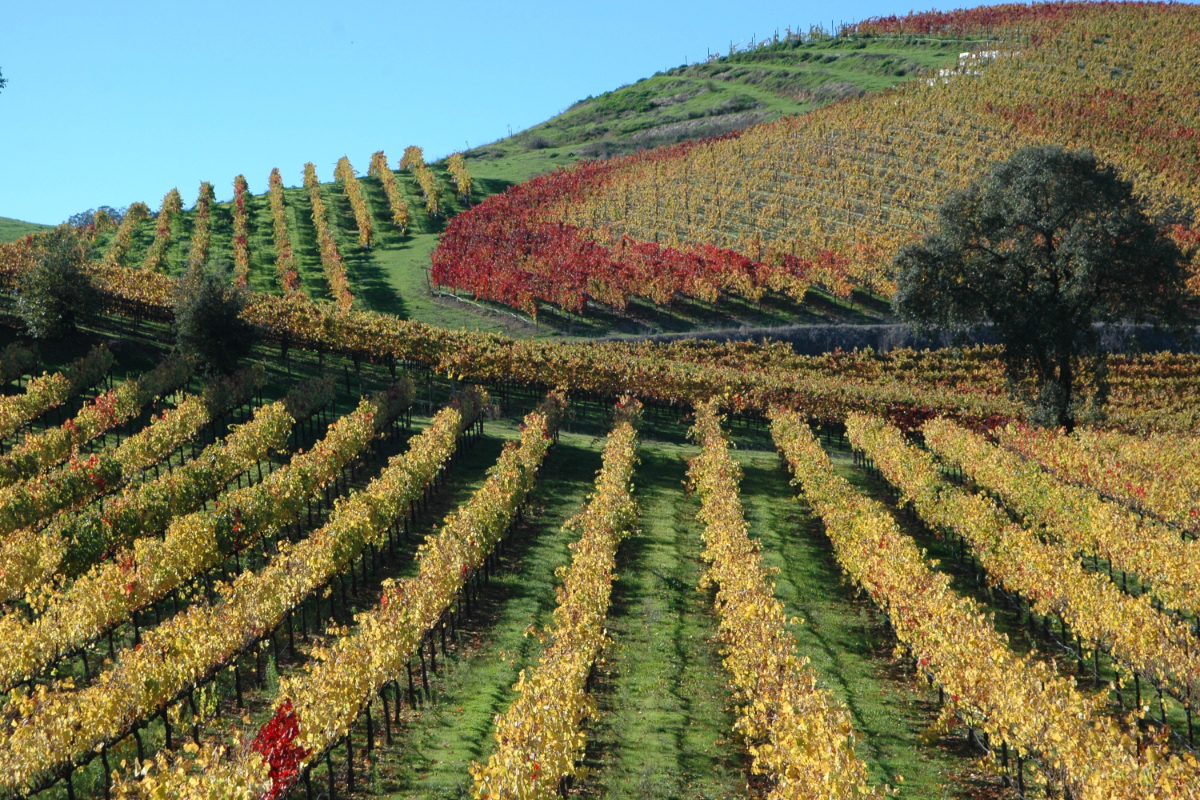 Wine Country Vineyard 002 1200X800