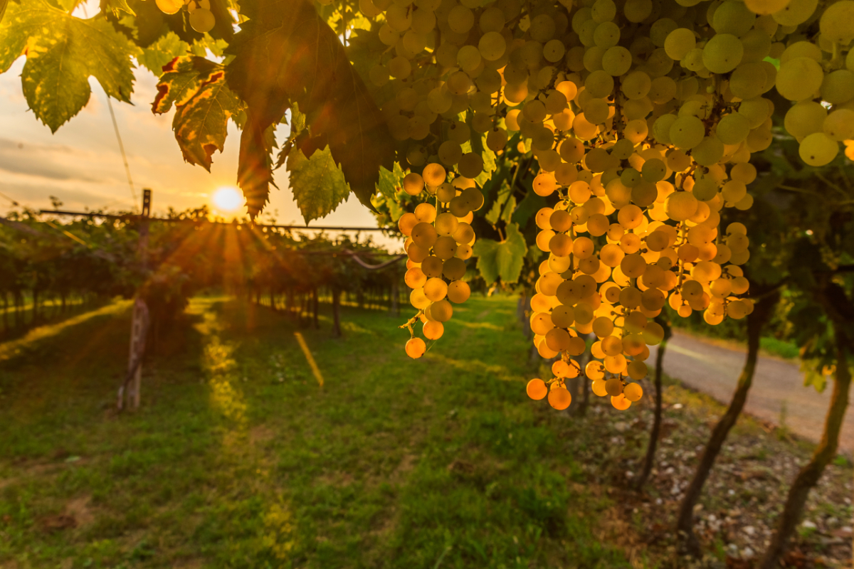 Wine Country White Grapes Sunset 1200X800